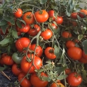 A low-growing variety for novice summer residents - Mongolian dwarf tomato: description of the variety and reviews of its cultivation