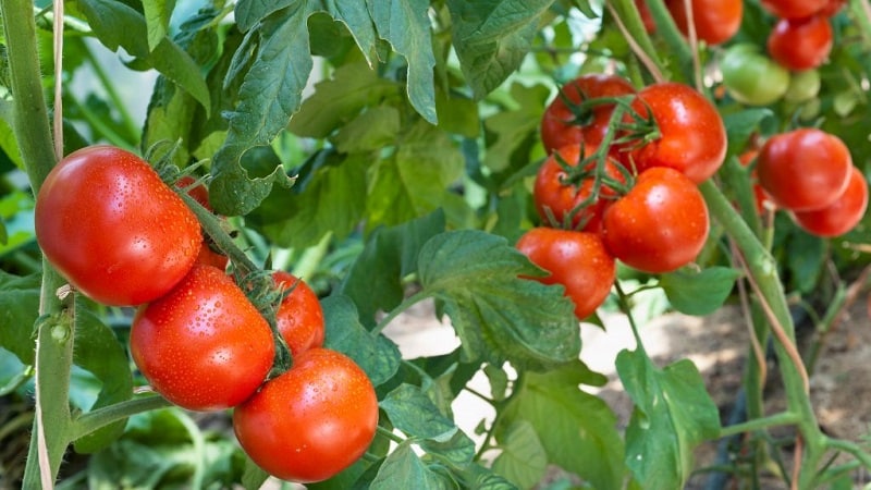A low-growing variety for novice summer residents - Mongolian dwarf tomato: description of the variety and reviews of its cultivation