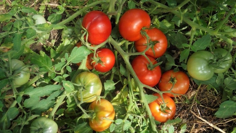 A low-growing variety for novice summer residents - Mongolian dwarf tomato: description of the variety and reviews of its cultivation