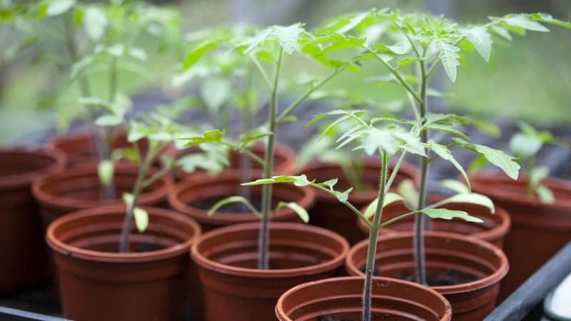 A low-growing variety for novice summer residents - Mongolian dwarf tomato: description of the variety and reviews of its cultivation