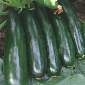 The best varieties of zucchini for open ground: photos with descriptions, tips for choosing