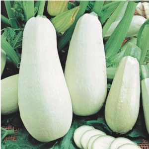 The best varieties of zucchini for open ground: photos with descriptions, tips for choosing