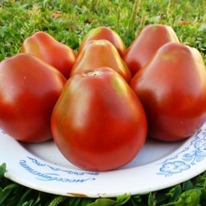 A pear-shaped variety with a sweet taste and amazing aroma - Ivan Kupala tomato