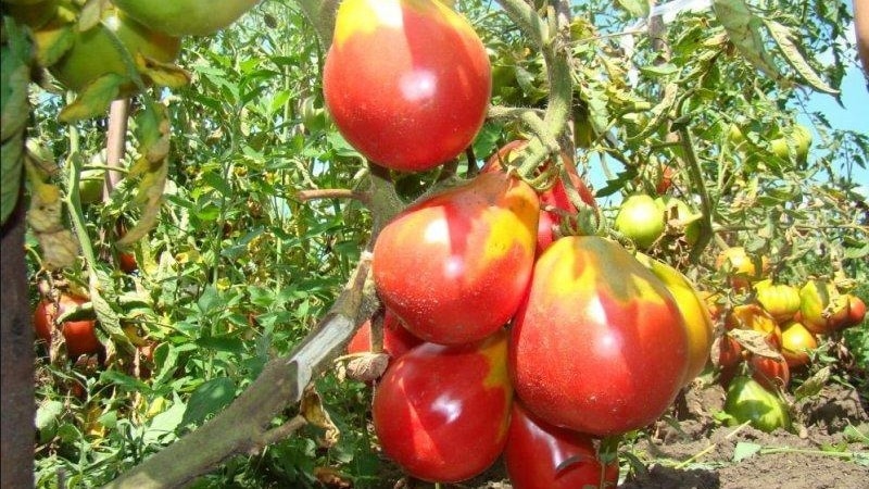 A pear-shaped variety with a sweet taste and amazing aroma - Ivan Kupala tomato