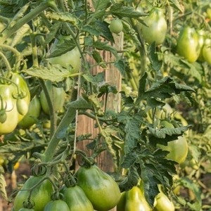 A pear-shaped variety with a sweet taste and amazing aroma - Ivan Kupala tomato