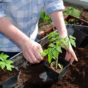 A pear-shaped variety with a sweet taste and amazing aroma - Ivan Kupala tomato