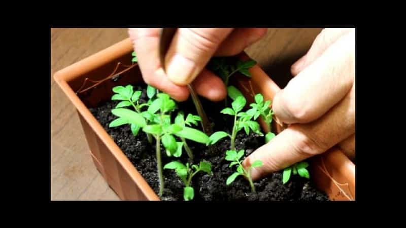 An extremely unusual and exotic guest in your garden - the Negritenok tomato: we grow it ourselves and enjoy the harvest
