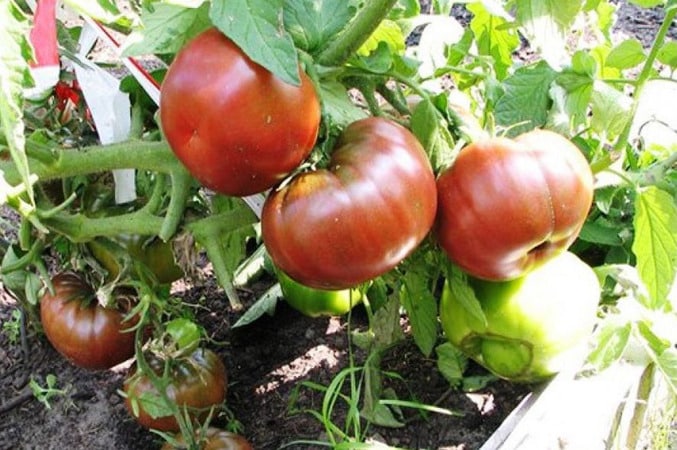 An extremely unusual and exotic guest in your garden - the Negritenok tomato: we grow it ourselves and enjoy the harvest