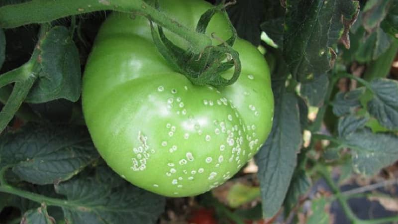 How dangerous is bacterial canker of tomatoes and how to fight it on your own: folk methods and advice from experienced summer residents