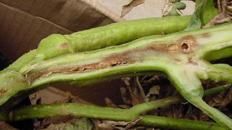 How dangerous is bacterial canker of tomatoes and how to fight it on your own: folk methods and advice from experienced summer residents