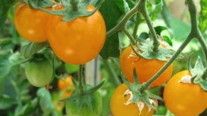 Step-by-step instructions for growing Golden Nugget tomatoes and its benefits