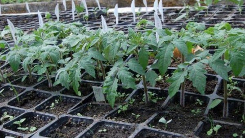 Step-by-step instructions for growing Golden Nugget tomatoes and its benefits