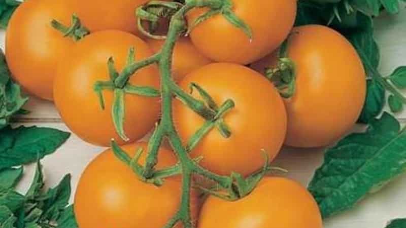 Step-by-step instructions for growing Golden Nugget tomatoes and its benefits
