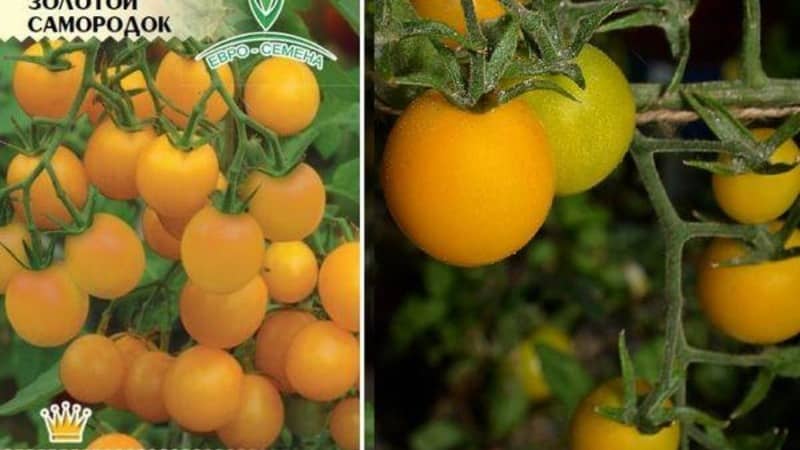 Step-by-step instructions for growing Golden Nugget tomatoes and its benefits