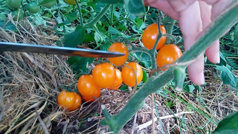 Step-by-step instructions for growing Golden Nugget tomatoes and its benefits