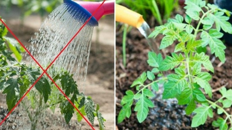 Step-by-step instructions for growing Golden Nugget tomatoes and its benefits