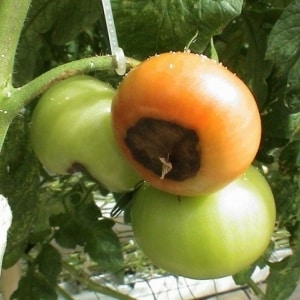 We find the cause and effectively fight it: what to do if tomatoes turn black on the bottom and how to prevent the problem