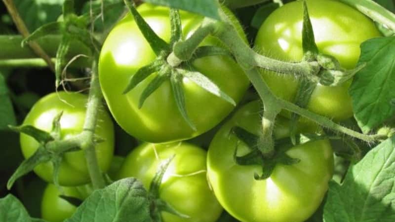 An unpretentious and unpretentious variety that requires minimal care - the Tolstushka tomato: we grow it without hassle