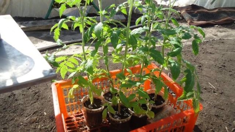 An unpretentious and unpretentious variety that requires minimal care - the Tolstushka tomato: we grow it without hassle
