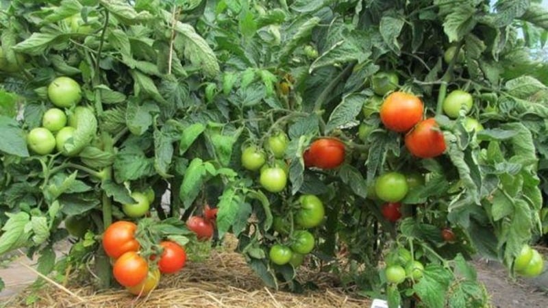 An unpretentious and unpretentious variety that requires minimal care - the Tolstushka tomato: we grow it without hassle