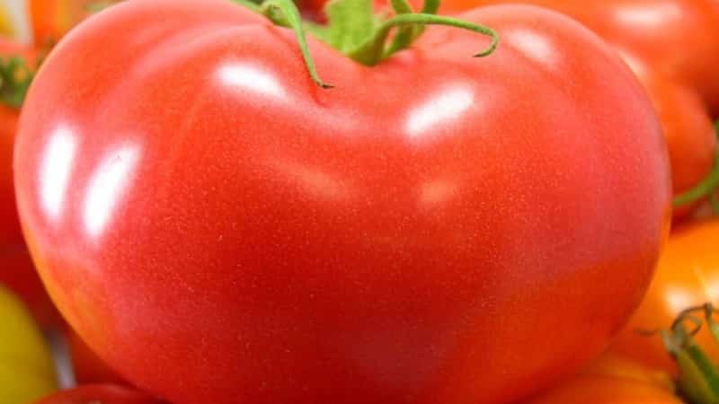 An unpretentious and unpretentious variety that requires minimal care - the Tolstushka tomato: we grow it without hassle