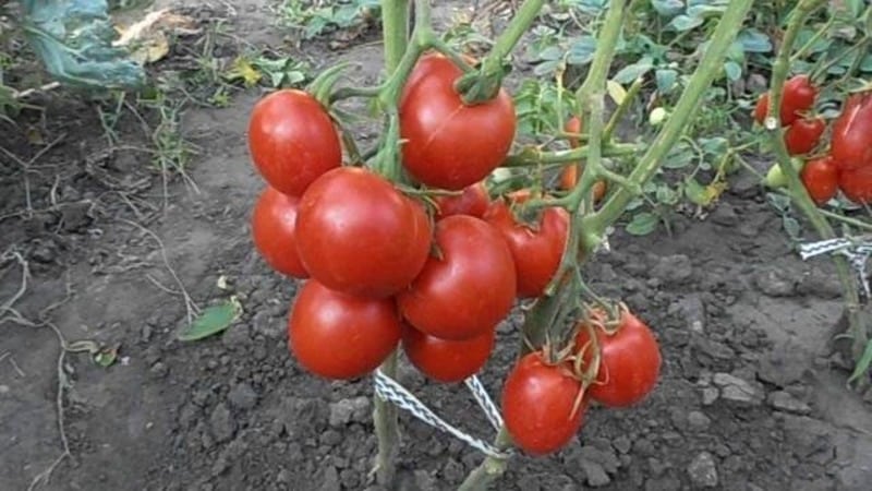 An unpretentious and unpretentious variety that requires minimal care - the Tolstushka tomato: we grow it without hassle