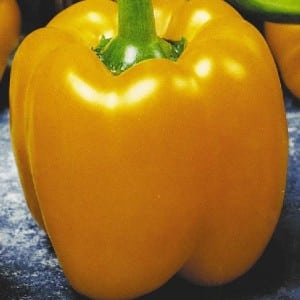 One of the best types of bell pepper - Golden Calf: an overview of the variety and its characteristics