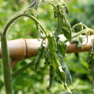 What is tomato bacteriosis, why does it appear in a greenhouse, and how to quickly and effectively cure it