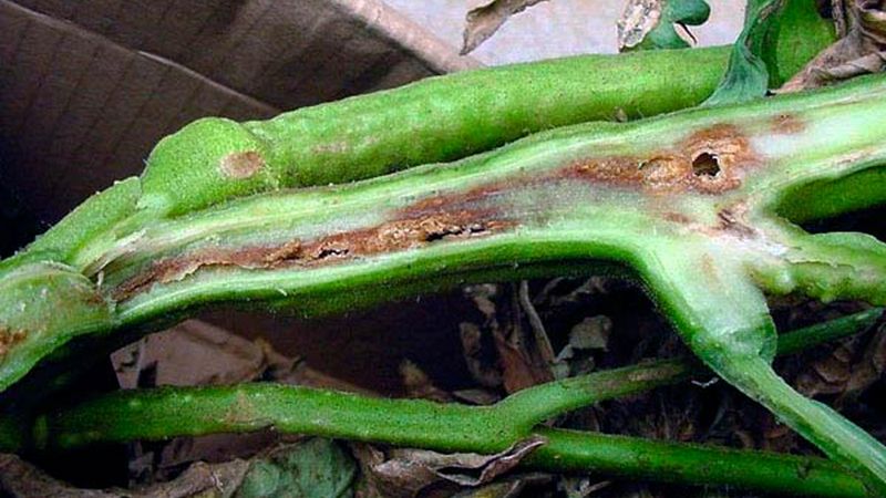 What is tomato bacteriosis, why does it appear in a greenhouse, and how to quickly and effectively cure it