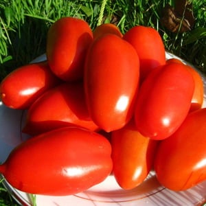 Productive, early ripening, undemanding to care and ideal for canning tomato Gulliver
