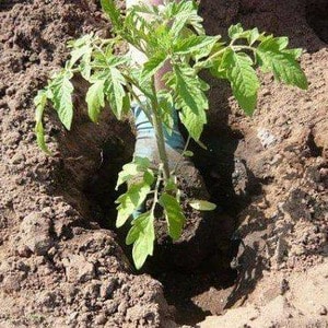 Productive, early ripening, undemanding to care and ideal for canning tomato Gulliver