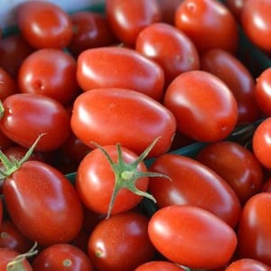 Productive, early ripening, undemanding to care and ideal for canning tomato Gulliver