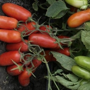 Productive, early ripening, undemanding to care and ideal for canning tomato Gulliver
