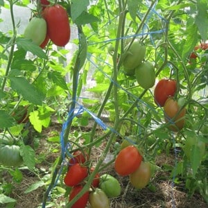 Productive, early ripening, undemanding to care and ideal for canning tomato Gulliver