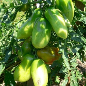 Productive, early ripening, undemanding to care and ideal for canning tomato Gulliver