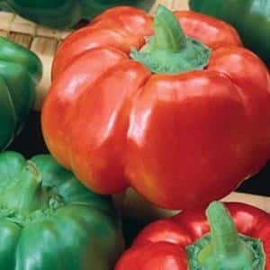 How to cook Ratunda pepper with honey for the winter: recipes for preservation in tomato sauce, oil and marinades