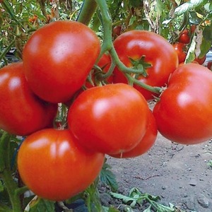Hybrid Berberan tomato: advantages and disadvantages of the species, step-by-step methods for growing it