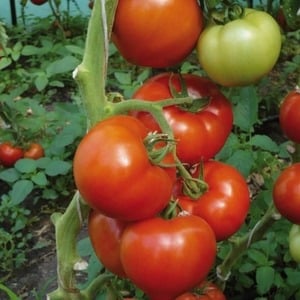Hybrid Berberan tomato: advantages and disadvantages of the species, step-by-step methods for growing it
