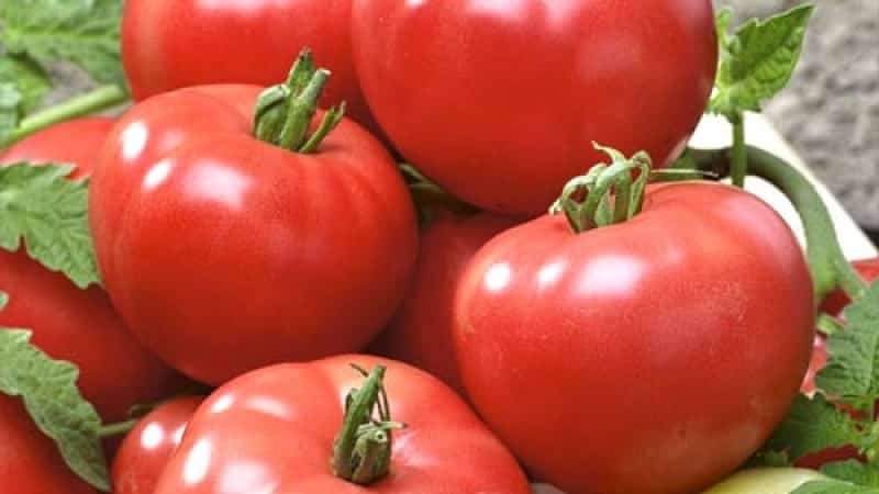 Hybrid Berberan tomato: advantages and disadvantages of the species, step-by-step methods for growing it
