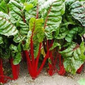 What is chard, how to eat it correctly and how it can be useful