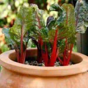 What is chard, how to eat it correctly and how it can be useful
