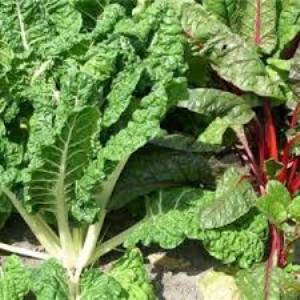 What is chard, how to eat it correctly and how it can be useful