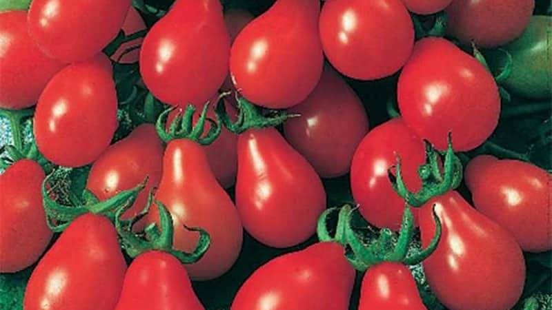 How to grow an incredibly beautiful and tasty Matryoshka tomato on your own plot