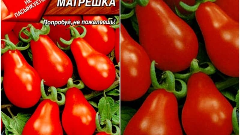 How to grow an incredibly beautiful and tasty Matryoshka tomato on your own plot