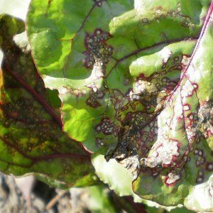 The most common beet diseases: description of symptoms and effective treatment