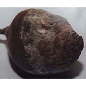 The most common beet diseases: description of symptoms and effective treatment