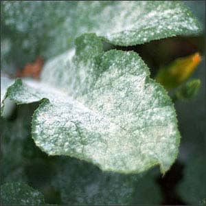 The most common beet diseases: description of symptoms and effective treatment