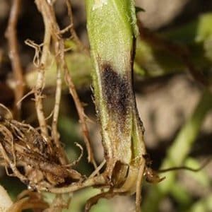 The most common beet diseases: description of symptoms and effective treatment