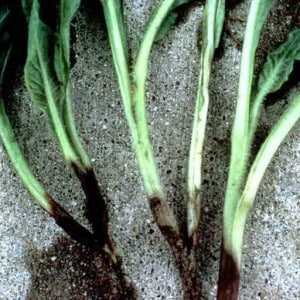 The most common beet diseases: description of symptoms and effective treatment