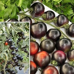 Surprise your guests and neighbors with unusual tomatoes - Black Bunch F1 tomato